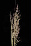 Redtop panicgrass